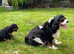 Stunning black & tan cavalier boys