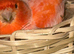 Aviary Birds Wanted