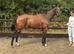 Champ - Ex racehorse seeks new home