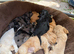 Stunning F1 Cockapoo Puppies (Show Type) – Rare Colours & Wonderful Temperaments!