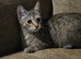Kitten nearly 1