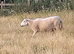 Welsh and welsh mule ewes x40