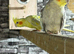 Variety of birds in need of a new home