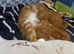 Adorable Beautiful Ginger Kittens Looking for Loving Homes