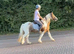 Cob Gelding 12.3 skewbald 9yrs family pony