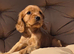 Beautiful cavalier puppies