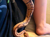 2 year old Female Ball Python for sale