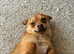 Chihuahua mix for sale
