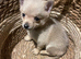 Adorable Puppy for sale