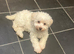 Beautiful Schnoodle Puppies GIRLS