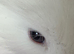 Angora Full Face pure bred