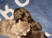 Kittens for sale