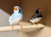 2 pairs of zebra finches