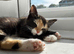 Female Tortico Kitten