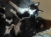 2 Male playful kittens
