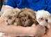 imperial shih tzu ready now