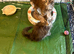 Lovely Maine coon kittens looking for their new homes