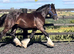 Traditional Black Cob Filly To Make 15.2hh " Black Filly Cob/Heavy Horse
