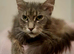 Maine coon for sale