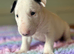 Stunning Litter of English Bull Terriers