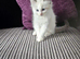 Stunning Ragdolls ready for new home
