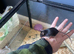 Male mice