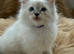 7 beautiful blue eyed ragdoll kittens.