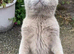 Bsh Lilac Boy GCCF Active