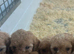 Cockapoos f1b