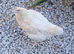 Purebred and mixed breed pullets