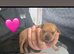6 chug puppys ready on 5 July