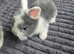 Lionhead babies