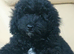 Last one beautiful puppy available