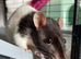 Two female fancy rats