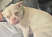 Pink french bulldog