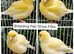Various show canaries for sale of different breeds