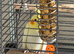 2 male cockatiels- Lutino and pied