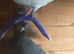 11 Racing Pigeons for Sale &ndash; Best Offer!