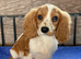 Cavalier spaniel boy Blenheim