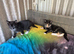 Maine Coon x Siamese STUNNING kittens. Amazing Personalities.