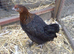 Coloured hybrids pullets 16to18 weeks old