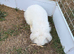 Mini lion lop
