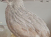 Male button quail