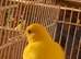 2 pairs of Canaries for sale