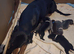 Beautiful Brown/Tan (Chocolate/Tan) Dobermann puppy