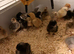 Fresh hatch of pure breed chicks