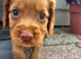 Cocker spaniel