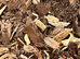 Different types of isopods