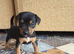 Jack Russell X Red Lakeland Terrier Puppies