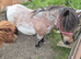 Registered standard shetland mare